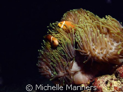 Clown fish in anemone by Michelle Manners 